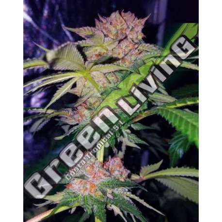 4 UND FEM - MIMOSA CHAMPAGNE FEMALE SEEDS 4 UND FEMINIZADAS