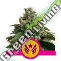 3 UND FEM - LEGENDARY OG PUNCH USA PREMIUM ROYAL QUEEN 3 UND FEMINIZADAS