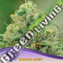 3 UND FEM - BANANA KUSH ANESIA SEEDS 3 FEMINIZADAS