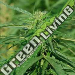 4 UND FEM - CBD TERRA ITALIA FEMALE SEEDS 4 UND FEMINIZADAS