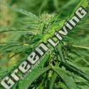 4 UND FEM - CBD TERRA ITALIA FEMALE SEEDS 4 UND FEMINIZADAS