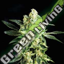 4 UND FEM - GORILLA GLUE 4 BSF SEEDS 4 UND FEMINIZADAS