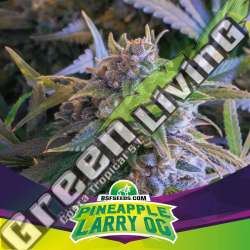 4 UND FEM - PINEAPPLE LARRY OG BSF SEEDS 4 UND FEMINIZADAS