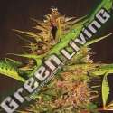 3 UND FEM - PAKISTAN CHITRAL KUSH ACE SEEDS 3 UND FEMINIZADAS