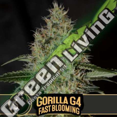 3 UND FEM - GORILLA GLUE 4 FBV BLIMBURN SEEDS 3 UND FEMINIZADAS