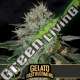 3 UND FEM - GELATO FBV BLIMBURN SEEDS 3 UND FEMINIZADAS