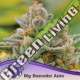 3 UND FEM - BIG BAZOOKA AUTO ANESIA SEEDS 3 FEMINIZADAS