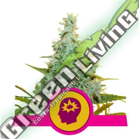 3 UND FEM - AMG ROYAL QUEEN 3 UND FEMINIZADAS