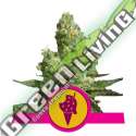 3 UND FEM - COOKIES GELATO USA PREMIUM ROYAL QUEEN 3 UND FEMINIZADA
