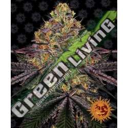 3 UND FEM - WATERMELON ZKITTLEZ BARNEY'S FARM 3 UND FEMINIZADAS