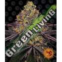 3 UND FEM - WATERMELON ZKITTLEZ BARNEY'S FARM 3 UND FEMINIZADAS