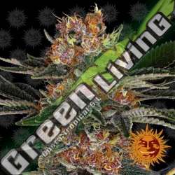 3 UND FEM - PURPLE PUNCH BARNEY'S FARM 3 UND FEMINIZADAS