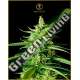 5 UND FEM - AK-01 ANACONDA SEEDS FEMINIZADA 5 UND