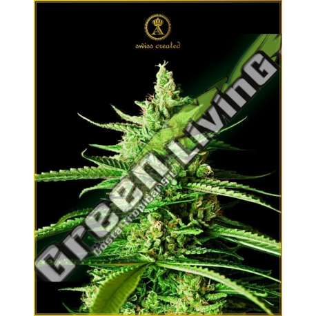 5 UND FEM - AK-01 ANACONDA SEEDS FEMINIZADA 5 UND