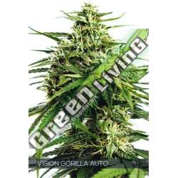 5 UND FEM - VISION GORILLA VISION SEEDS 5 UND FEM