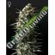3 UND FEM - BUBBA SLUSH GREEN HOUSE 3 UND FEMINIZADAS