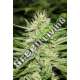 3 UND FEM - ENEMY'S DREAM SUPER STRAINS 3 UND FEMINIZADAS