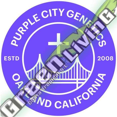 3 UND FEM - STRAW BOUJEE PURPLE CITY GENETICS 3 FEMINIZADAS