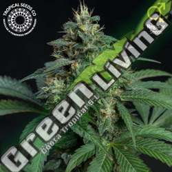 5 UND REG - GREENADE TROPICAL SEEDS 5 UND REGULARES