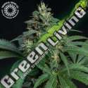 5 UND REG - GREENADE TROPICAL SEEDS 5 UND REGULARES
