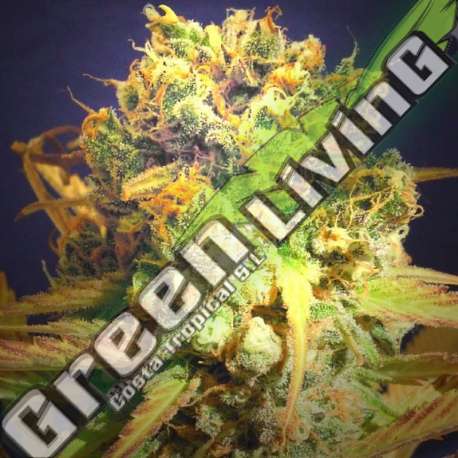 5 UND FEM - DR. BRUCE BANNER ORIGINAL SENSIBLE 5 UND FEMINIZADAS