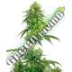 5 UND FEM - STRAWBERRY KUSH SENSI WHITE LABEL 5 UND FEMINIZADAS