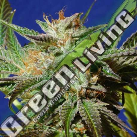 5 UND FEM - GORILLA COOKIES ORIGINAL SENSIBLE 5 UND FEMINIZADAS