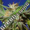 5 UND FEM - GORILLA COOKIES ORIGINAL SENSIBLE 5 UND FEMINIZADAS