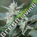 5 UND FEM - CANNAFUEL CBD+ ORIGINAL SENSIBLE 5 UND FEMINIZADAS
