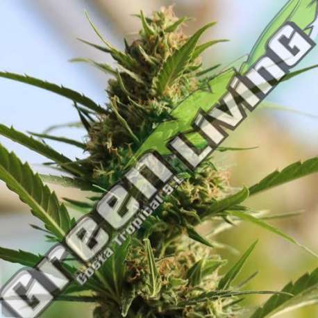 5 UND FEM - CANNABOOM CBD+ ORIGINAL SENSIBLE 5 UND FEM