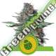 3 UND FEM - DO-SI-DOS AUTO ROYAL QUEEN FEMINIZADA 3 UND