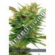 3 UND FEM - NICOLE X OG VISION SEEDS 3 UND FEM