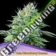 3 UND FEM - AUTO STRAWBERRY BANANA ANESIA SEEDS 3 FEMINIZADAS