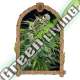 3 UND FEM - SIR JACK PURE CBD AUTO EXOTIC SEED FEMINIZADA 3 UND