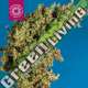 5 UND REG - KING CONGO TROPICAL SEEDS 5 UND REGULARES