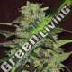 3 UND FEM - GASOLINE EXCLUSIVE SEEDS 3 UND FEM