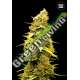 10 UND FEM - BANANA MONKEY BULK SEED 10 UND FEM