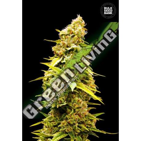 10 UND FEM - BANANA MONKEY BULK SEED 10 UND FEM