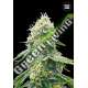 10 UND FEM - GELATO SAMBA BULK SEED 10 UND FEM