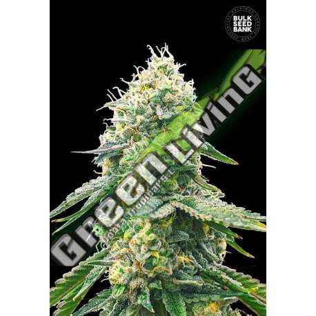 10 UND FEM - GELATO SAMBA BULK SEED 10 UND FEM
