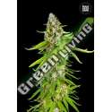 10 UND FEM - GRANDE CRACK BULK SEED 10 UND FEM