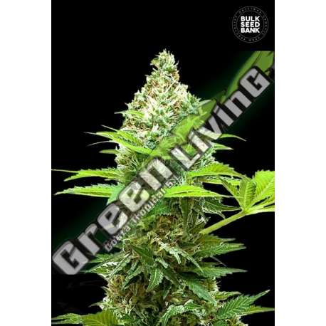 10 UND FEM - SHERBET POWER BULK SEED 10 UND FEM