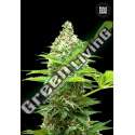 10 UND FEM - SHERBET POWER BULK SEED 10 UND FEM