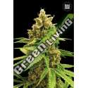 10 UND FEM - WINNING CAKE BULK SEED 10 UND FEM