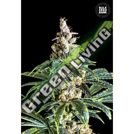 10 UND FEM - ZKITTLY ZI ZI BULK SEED 10 UND FEM