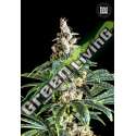 10 UND FEM - ZKITTLY ZI ZI BULK SEED 10 UND FEM
