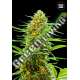 10 UND FEM - AUTO BANANA MONKEY BULK SEED 10 UND FEM
