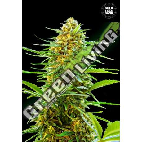 10 UND FEM - AUTO BANANA MONKEY BULK SEED 10 UND FEM