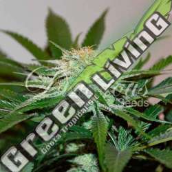 3 UND FEM - DESCOJACK (SATIVA LINE) DELICIOUS 3 UND FEMINIZADAS