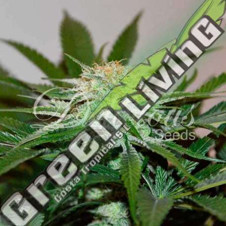 3 UND FEM - DESCOJACK (SATIVA LINE) DELICIOUS 3 UND FEMINIZADAS